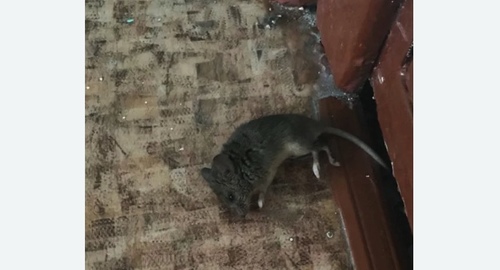 Дезинфекция от мышей в Барабинске