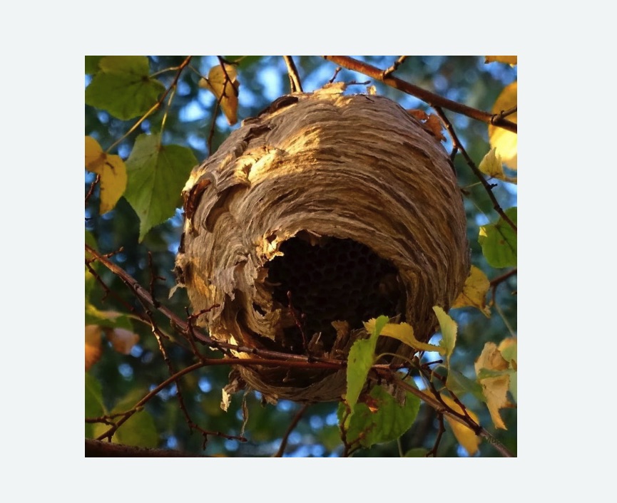 Обработка от шершней в Барабинске