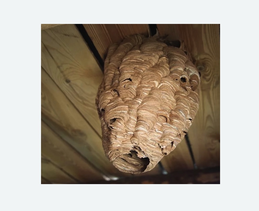 обработка от шершней в Барабинске