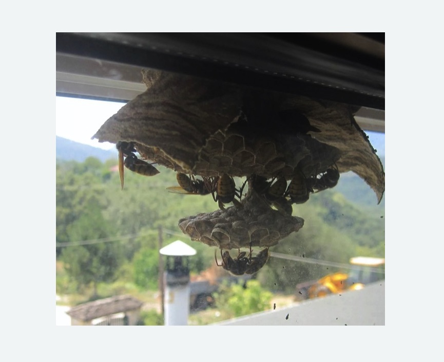 Уничтожение гнёзд шершней в Барабинске