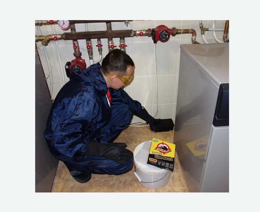 Уничтожение крыс в Барабинске