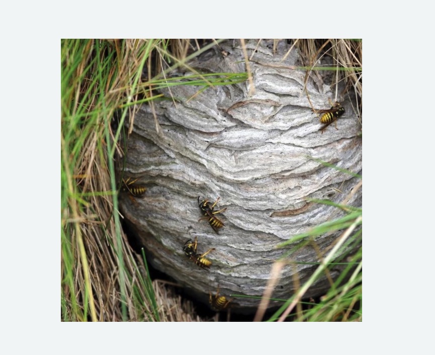 Уничтожение ос и ульев в Барабинске